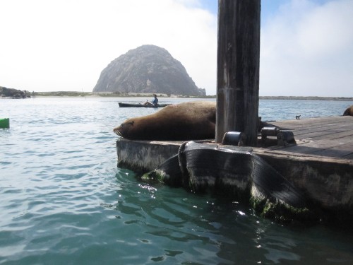 SuitcaseJournal: Sea Lions in Morro Bay, California
